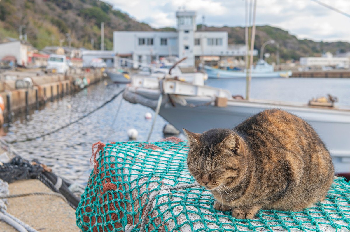 たくさんの猫達と出会えるかも！猫好きなら一度は行ってみたい『猫島』3選