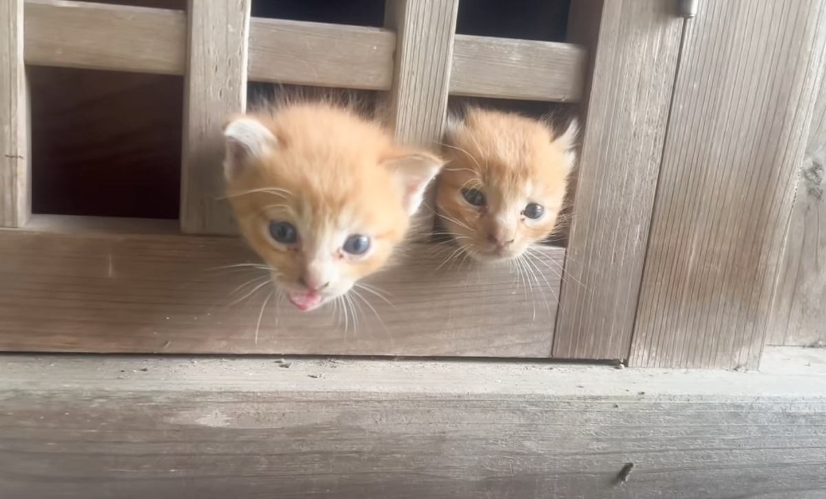 神様を祀っている場所から顔を出してきた3匹の子猫…豪雨寸前の『まさかの光景』が22万3000再生「優しさを感じた」「涙がでてきそう」