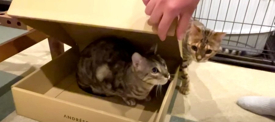 箱からひょっこり！ダンボールからの脱出を試みる猫ちゃんたち