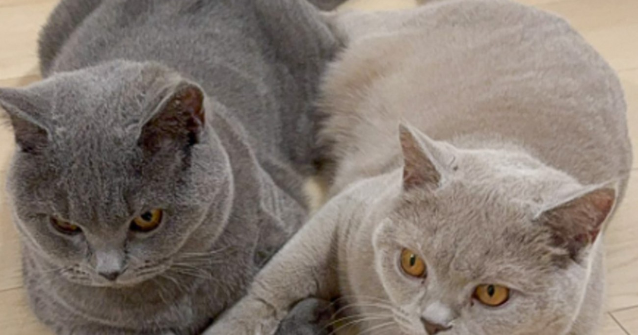 くっつく2匹の猫→『前足』と『しっぽ』を見てみたら…とんでもなく尊い『まさかのポーズ』に1万5000いいね「変身しそう」「可愛すぎるｗ」