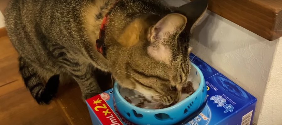 薬が苦手な猫ちゃんにも効果覿面？！スムーズに飲ませる方法とは？