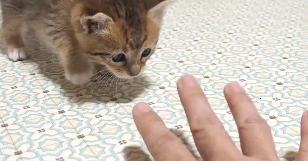 毛を逆立てながら『恐る恐る近づいてきた子猫』→手に向かって…尊すぎる光景が66万再生「すべての動きがかわいい」「キュンときた」