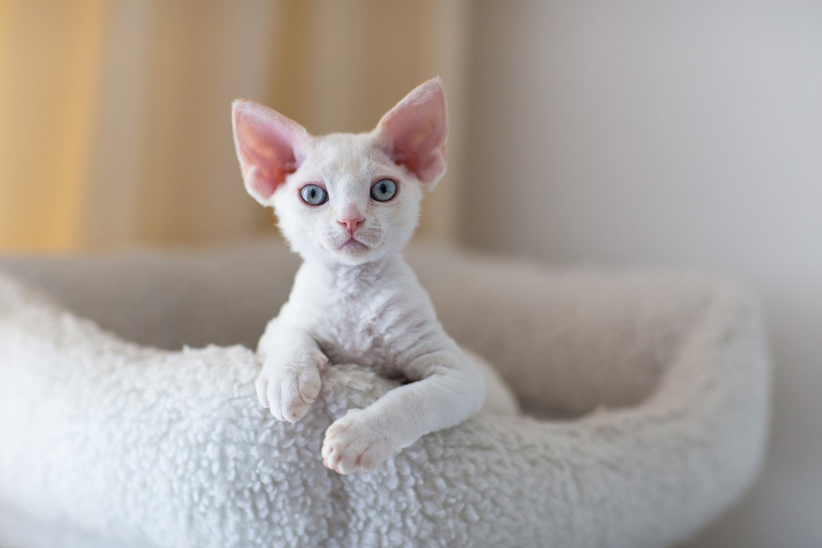 ユニークな『異名』を持つ猫種4選　それぞれの特徴や魅力を伝えてくれるステキな“あだ名”