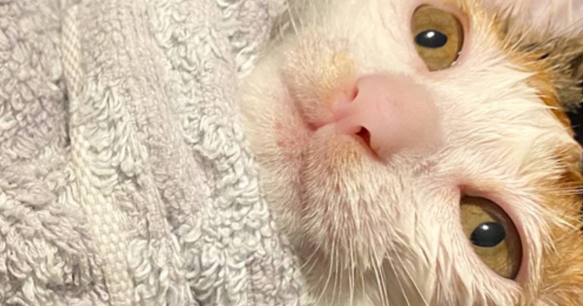 猫生初のお風呂に入った子猫→タオルで『おくるみ』したら…『絶妙な表情』が可愛すぎると249万表示「虚無の目ｗｗ」「頑張ったね」