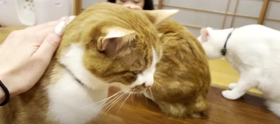 浮気してごめんね！猫カフェスタイルでお詫びのおやつ