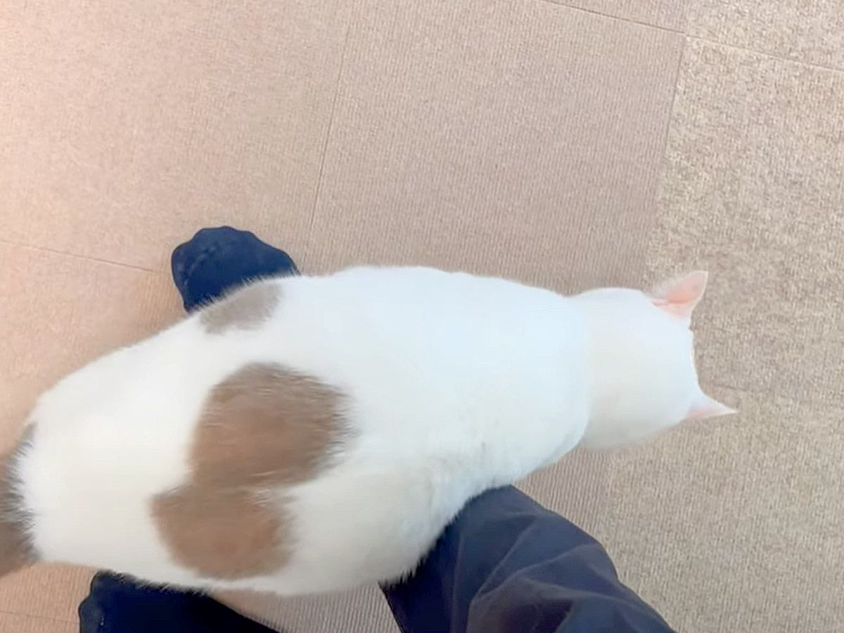 仕事へ行こうとしたら、ネコが足の甲に乗ってきて…絶対にスルーできない『まさかの行動』に「行かないでって言ってる」「大好きなんだね」と反響