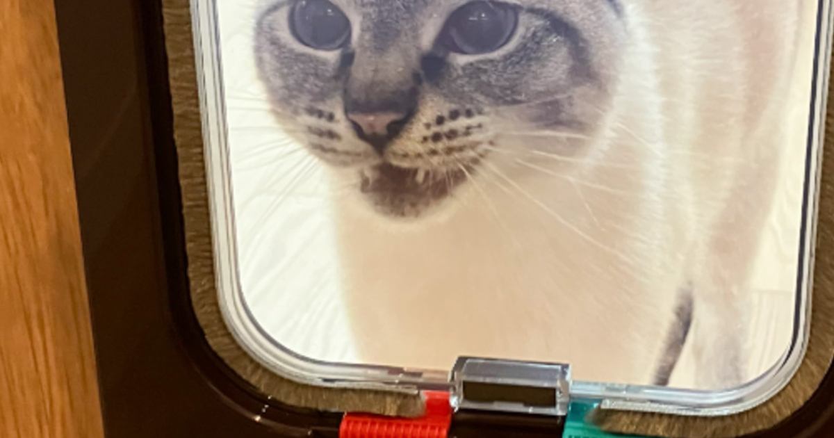 『開けて～』猫ドアの仕組みを理解していないネコ→可愛すぎる瞬間に22万いいねの大反響「ドアマン呼んでる説」「とても癒された」