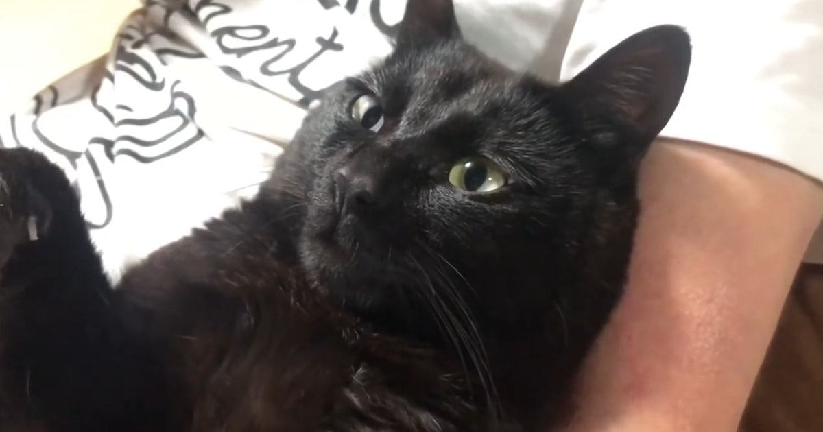 パパの体の上でくつろぐ黒猫→『謎のポーズ』で固まって…まさかの光景に笑顔になる人が続出「可愛すぎるｗ」「すごいくつろぎ方」と31万再生