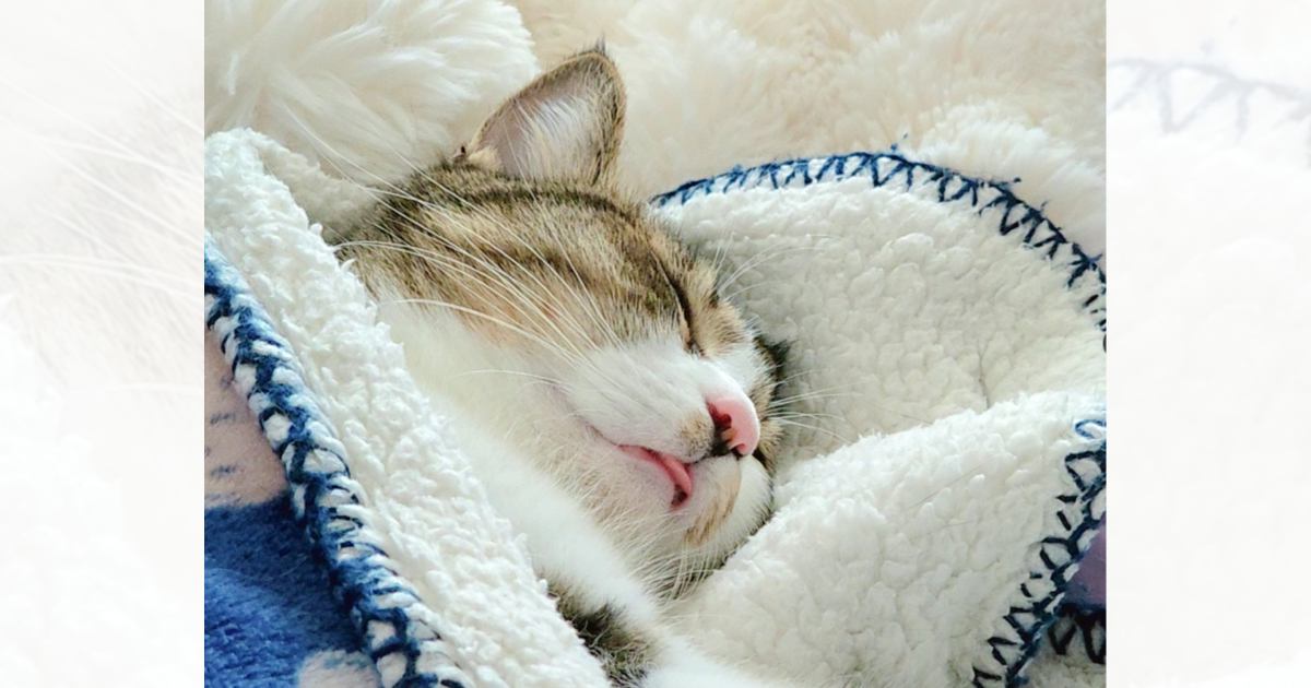 お布団にくるまって寝ている猫→『前足』を見てみたら…あまりにも『可愛すぎる瞬間』に1万いいねの反響「幸せな子だね」「いい夢見てそう」