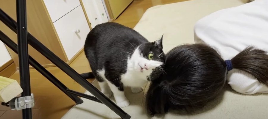 もしかしたら…。お姉ちゃんを大きい猫だと思ってる猫さん？！