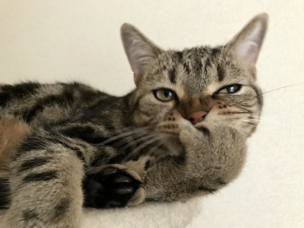 落ちこんでいる猫を元気づける方法４つ