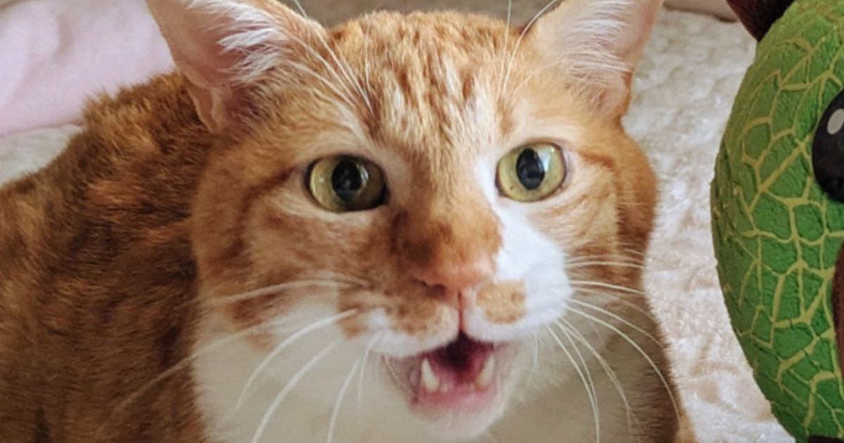 口をぱかっと開ける猫→となりにいる『ぬいぐるみ』を見てみると…思わずニヤける『可愛すぎる瞬間』に「最高ですｗ」「真似してるみたいｗ」
