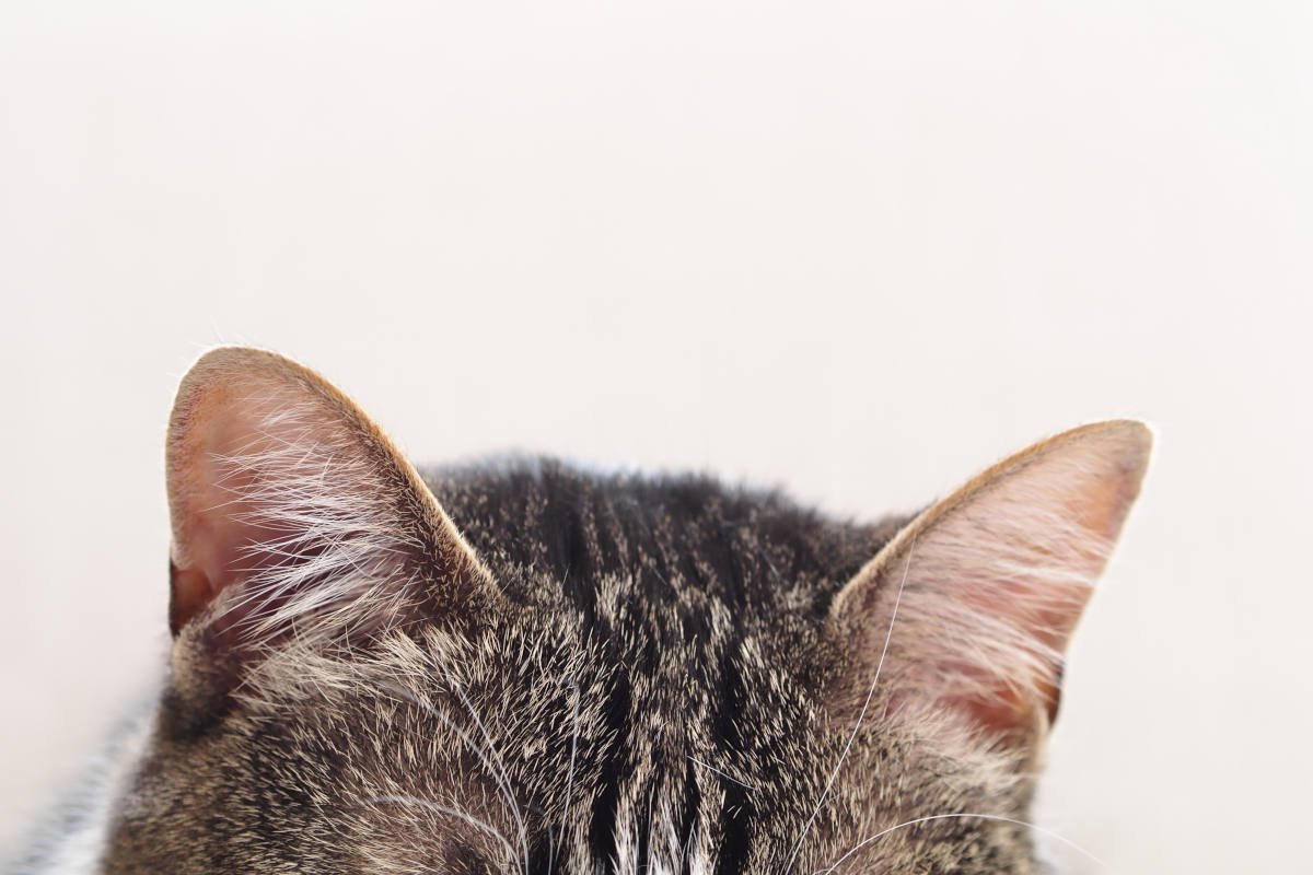 猫の『耳のお手入れ』サボるとどうなる？起こり得る3つのトラブルとケアのコツ