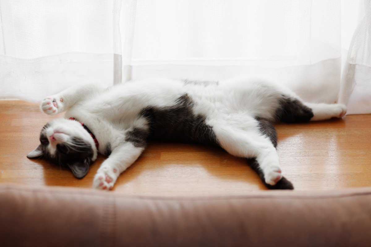 猫は『畳とフローリング』どちらが過ごしやすい？　安全に配慮した床材の選び方や注意点を解説