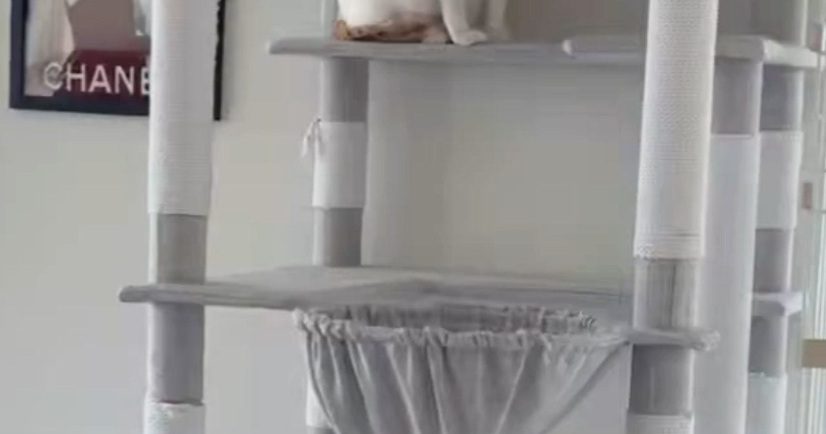 お客さんが来てパニックになった猫→とっさに『隠れた場所』が…まさかの光景に「ちょっと可愛すぎるｗ」「タワーの一部にしか見えないｗ」