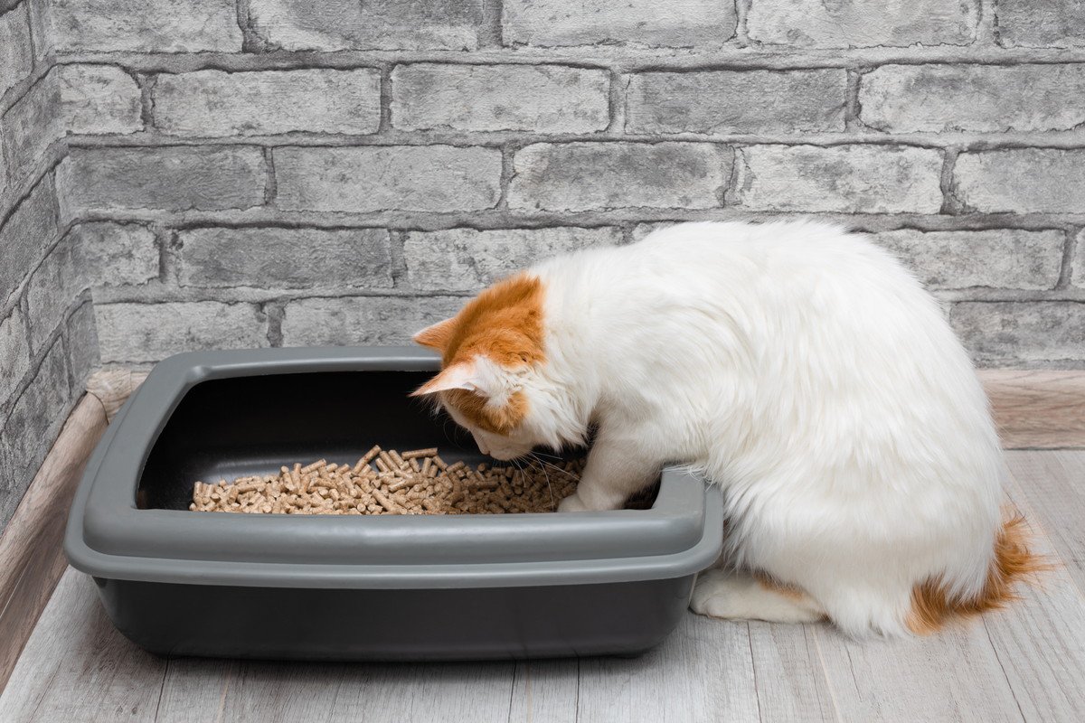愛猫の『ウンチ』は健康のバロメーター！いいウンチ・悪いウンチ、それぞれの特徴