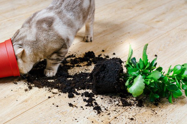 猫が部屋を荒らしてしまう４つの原因と対策