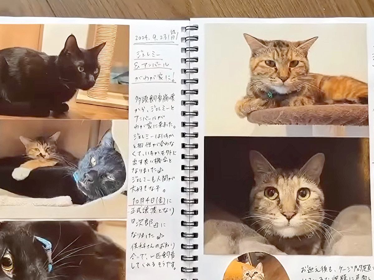 スタッフが、保護猫１匹１匹の様子を“手作り日記”に書いたら…『あまりにも尊すぎる思い出』に「感謝と尊敬」「愛情をたくさん感じる」の声