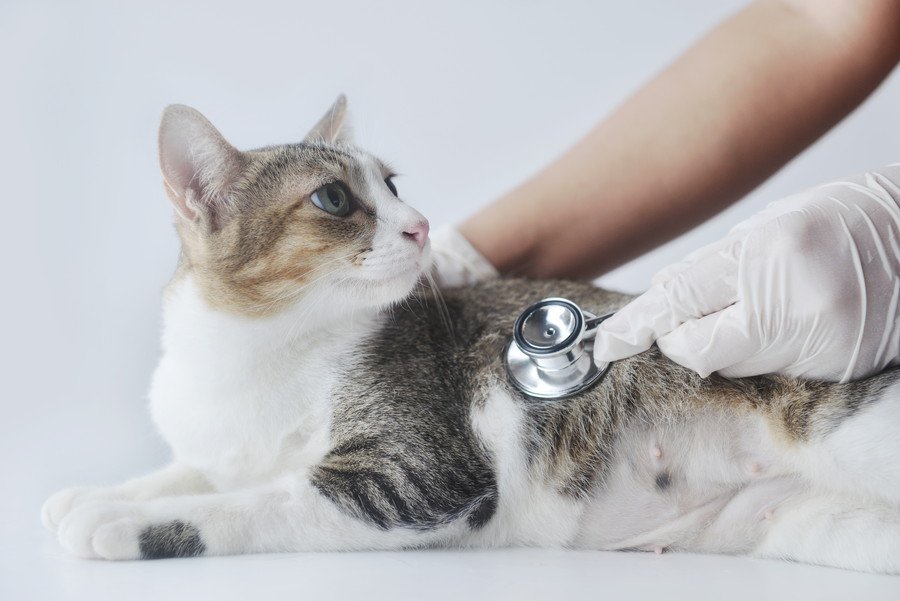 猫の心臓病とは？種類や主な症状、見逃せないサインまで【獣医が解説】