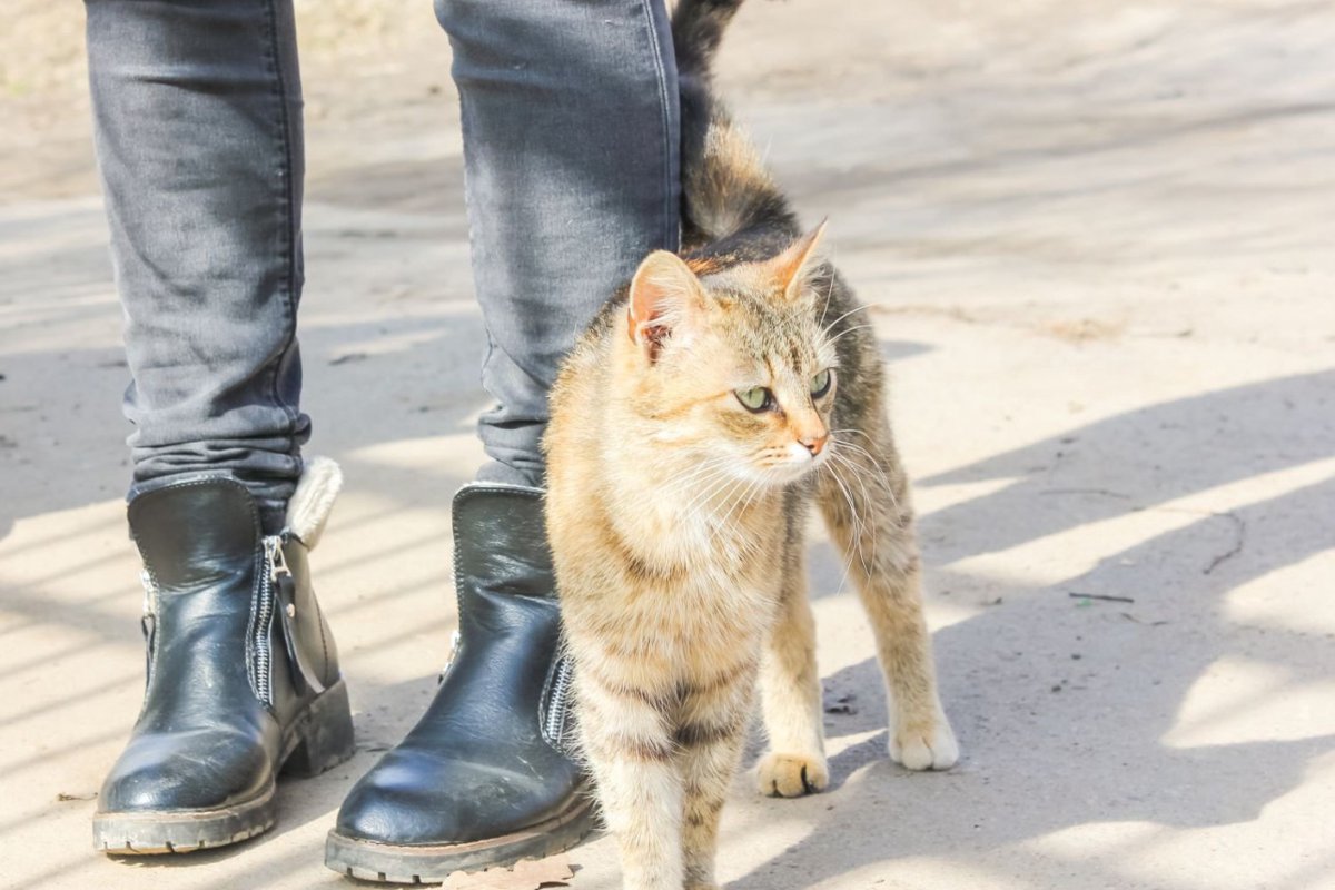 猫が『しっぽでタッチ』してくる理由3選　ソフトに…バシバシと…強さで意味が違う？