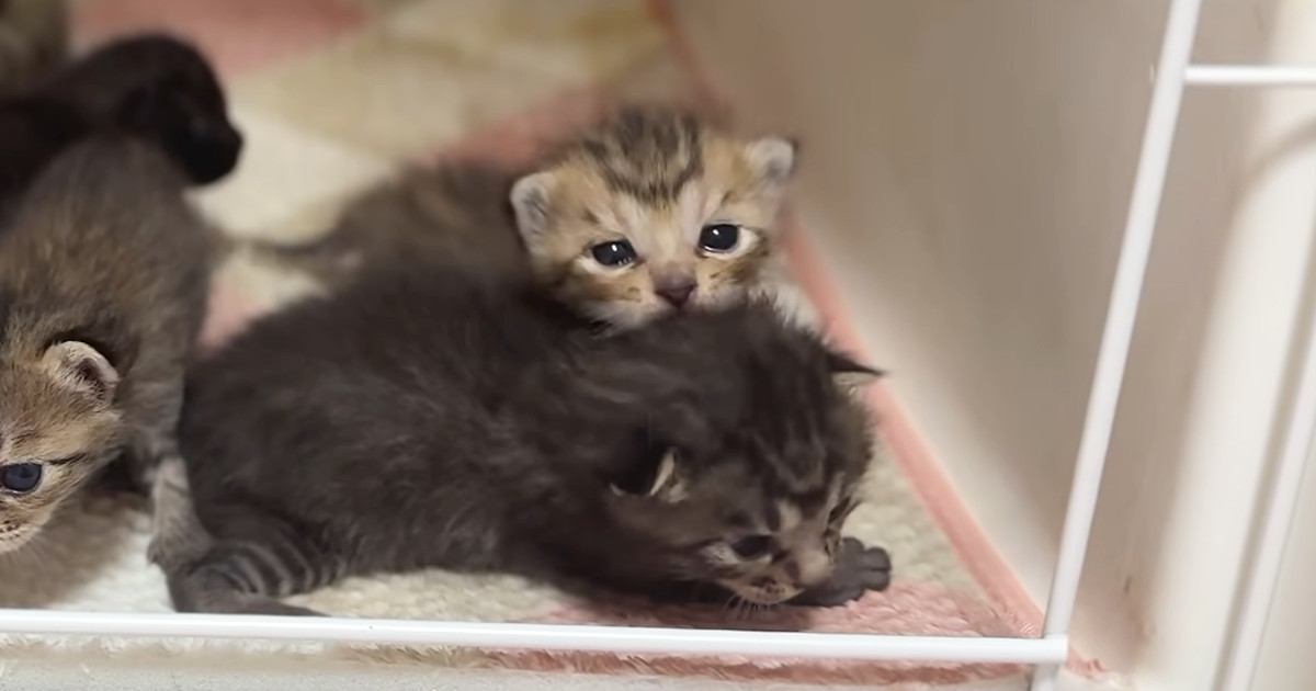 ケージの扉を開けると、赤ちゃん猫たちがわらわらと出てきて…ほっこりする光景が28万再生「モキュモキュしてる」「みんなかわいいなぁ」