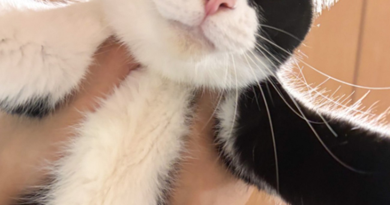飼い主に抱き上げられた猫→『顔』を見てみたら…まさかの『たまらない表情』に５万いいね「お仕事モードｗ」「不満がありそうなのは伝わる」