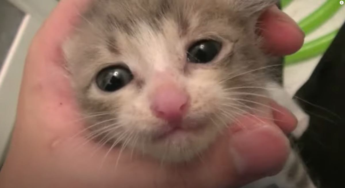 仕事先で捨てられていた子猫をつれて帰って『水責め』した結果…1253万再生突破の"泣ける光景"に「イケメンすぎる」「神様だ」と大絶賛