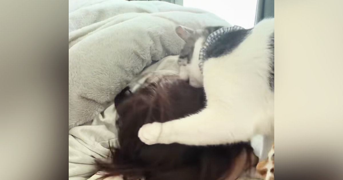 『毎朝5時』になると、猫が布団にやって来て…爆笑必至の『全力すぎる起こし方』が31万再生「なんという破壊力」「大好きなんだろうねｗ」