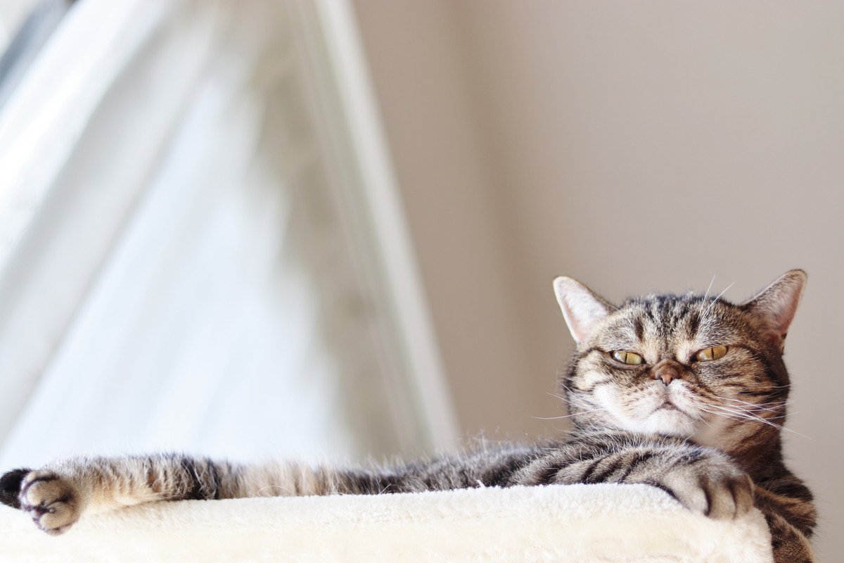 猫が『人をバカにしている』ように思える瞬間5選　行動の意味や考えられる心理を解説