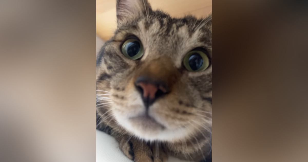 猫に『おはよう』を教えてみた結果…とんでもなく賢い『まさかの反応』が96万再生「ちゃんとお喋りしてるｗ」「すごいｗ」と驚きの声