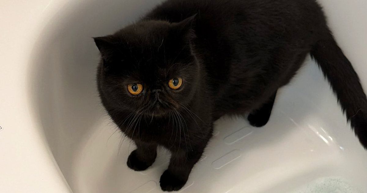 毛がふわっふわの黒猫→『お風呂』に入った結果…同じ猫とは思えない『衝撃ビフォーアフター』に６万いいね「情けなくて好き」「笑ったｗ」