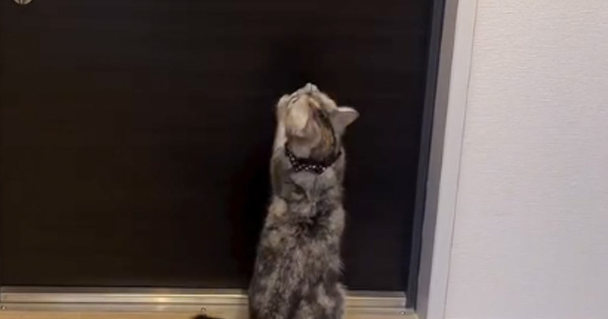 仕事へ向かうパパをお見送りした後の『猫の様子』を見てみると…ちょっぴり切ない光景が9万再生「感情が伝わってくる」「たまらなく可愛い」