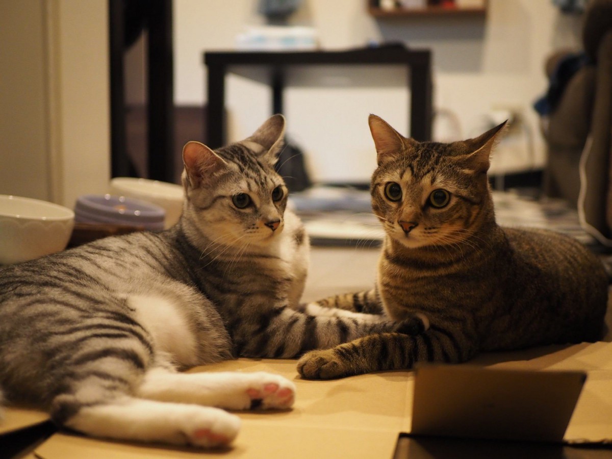 猫が『口を開けずに鳴く』ときの気持ち３つ