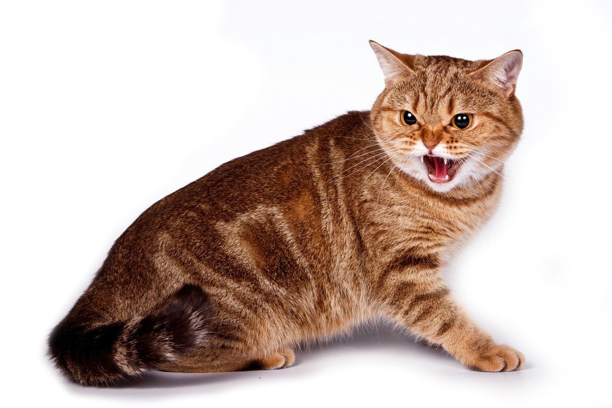 猫が『グゥ』と鳴くのはどんなとき？不思議な鳴き声に込められた4つの気持ち