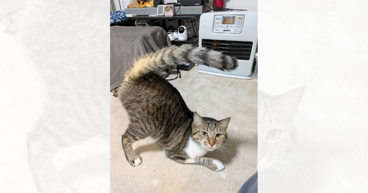 フォルダにまったく同じ猫の写真があると思ったら…まさかの"事実"に驚きが隠せないと74万表示「間違い探しかなｗ」「まったく同じだｗ」
