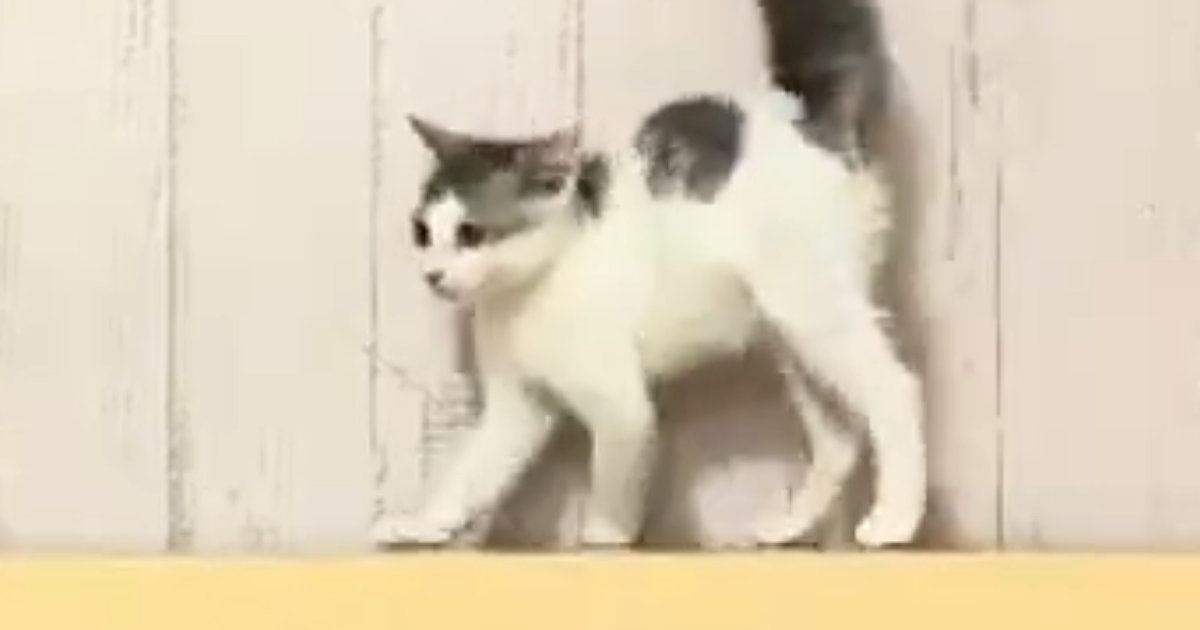 見つめあう２匹の子猫→お互いに背中を丸めた状態で…可愛すぎる『まさかの光景』に２万いいね「コントみたいｗ」「微笑ましいやんのかステップ」