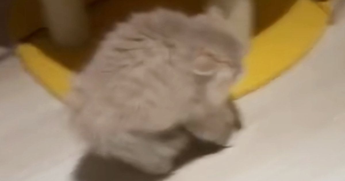 全身の毛を『逆立てる子猫』→目の前にいたのは……まさかの光景が891万再生「世界一可愛い平行四辺形」「見たことない形ｗ」と大反響