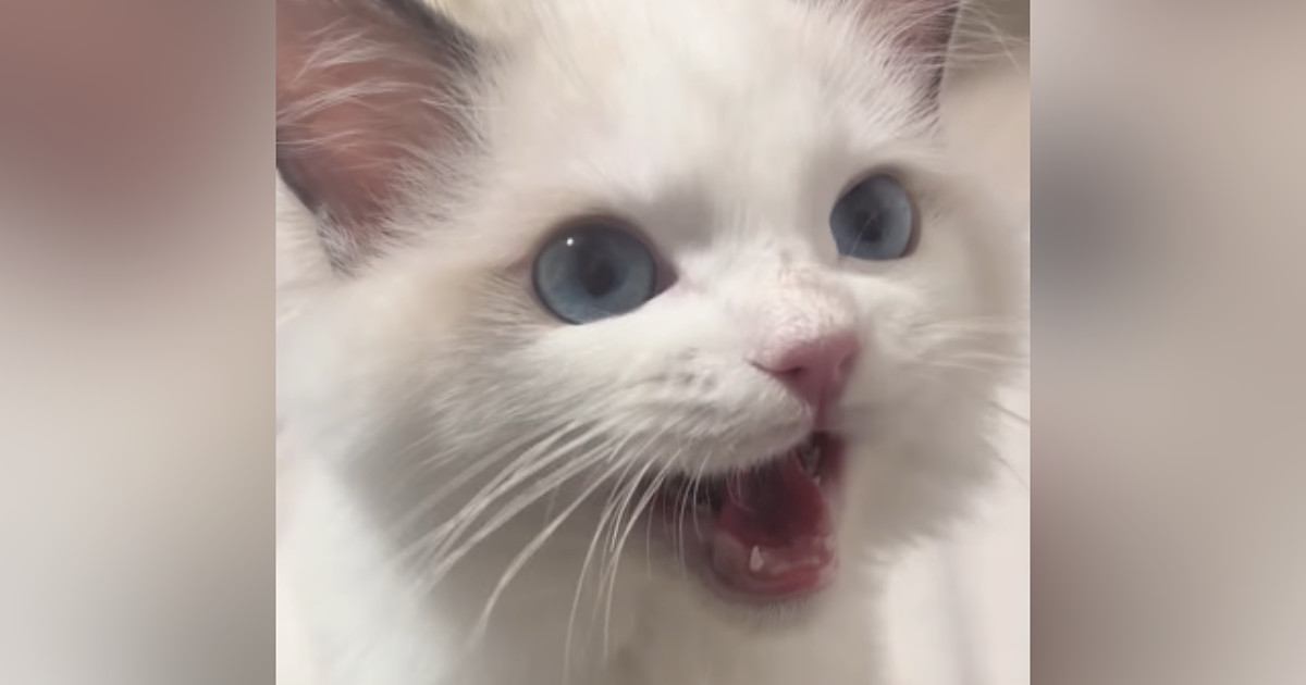 お留守番を頑張った『生後5か月の子猫』→ママに撫でてもらうと…尊すぎる光景が62万再生「可愛くてため息が出る」「天使がいた」