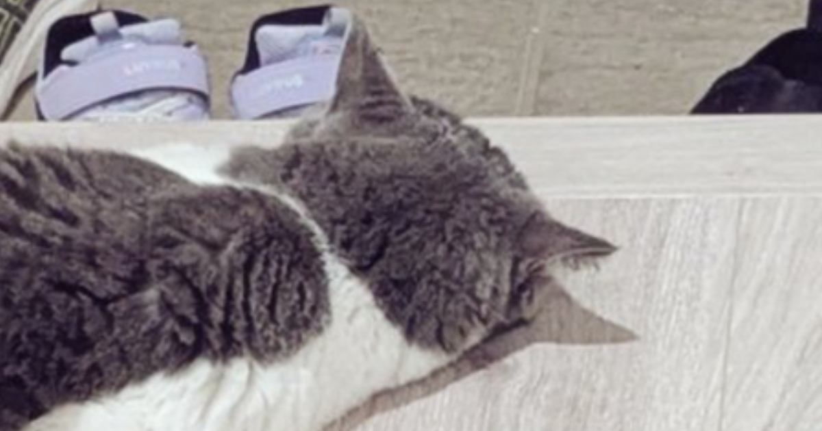 玄関を見たら、猫が『まさかの体勢』で……思わず笑っちゃう光景に４万いいね「繁忙期の帰宅直後の人間感あるｗ」「初めて見た寝方ｗ」
