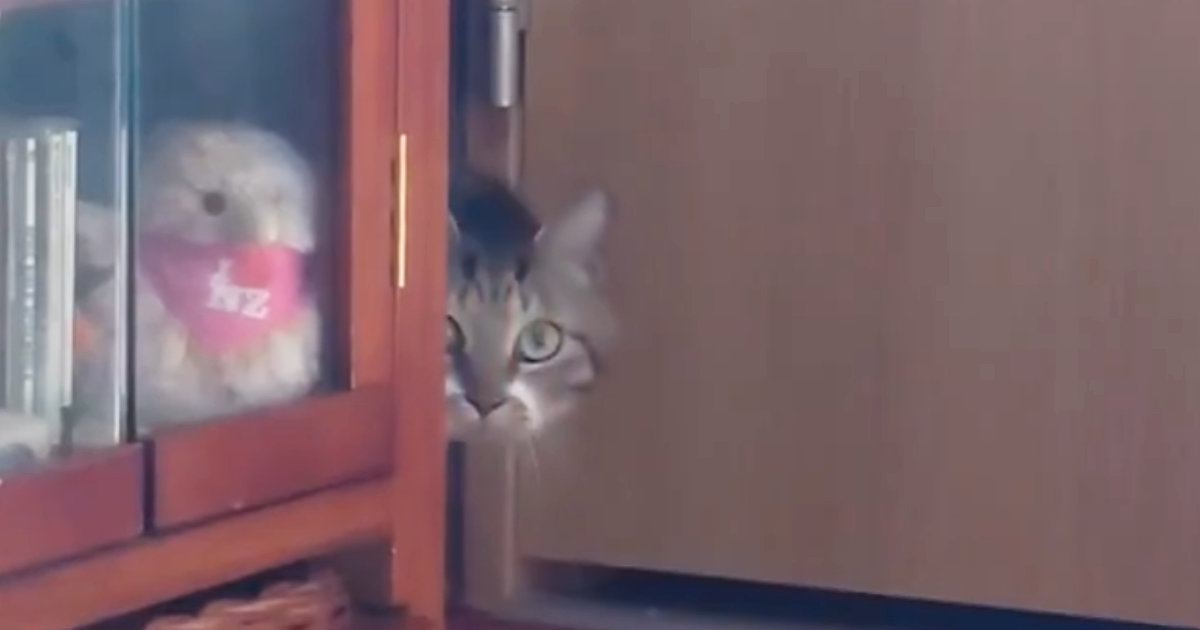 業者さんが来た日、部屋に隠れていた『ビビリな猫』→帰った結果…可愛すぎる行動に４万いいね「警戒心MAXなのが伝わる」「借りてきた猫ｗ」