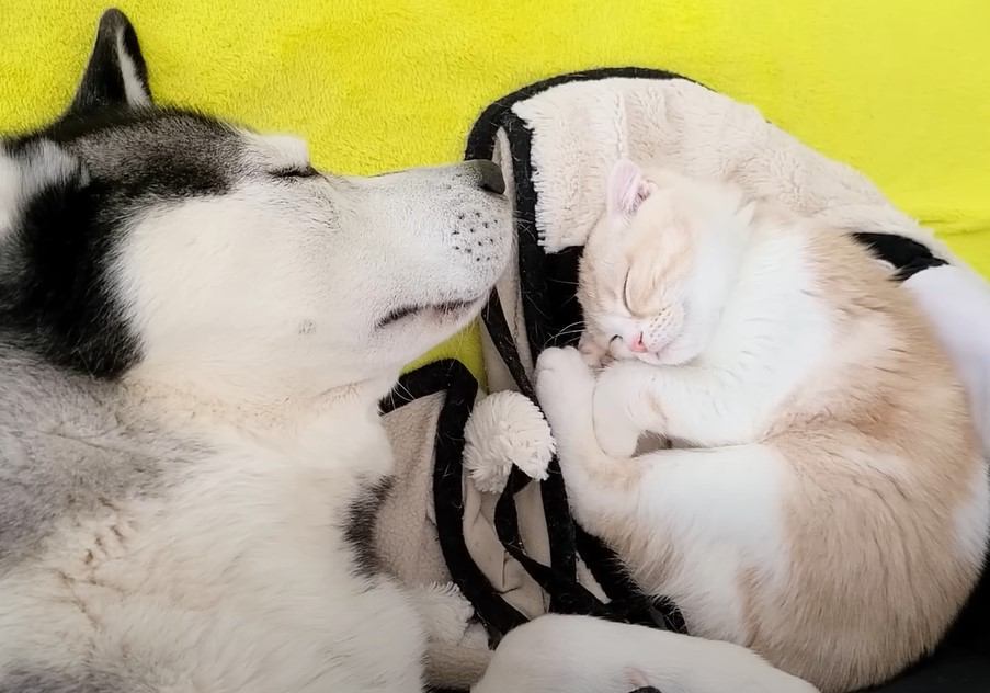 ハスキー犬に育てられた子猫の１年後…種族を超えて育んだかけがえのない絆に感動の声続々『親子ですね』『無償の愛』