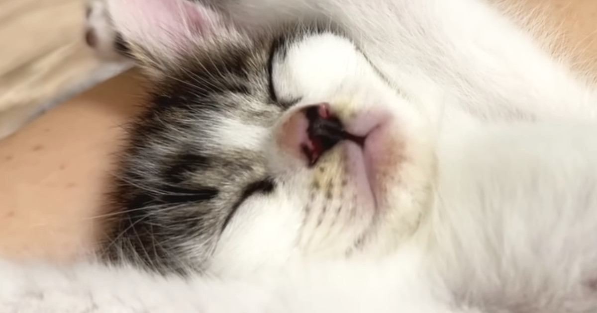 元気いっぱいに遊んでいた『保護子猫』→膝の上に来ると…大胆な寝姿に笑ってしまう人が続出「大物になりそうｗ」「寝相と表情がたまらん」