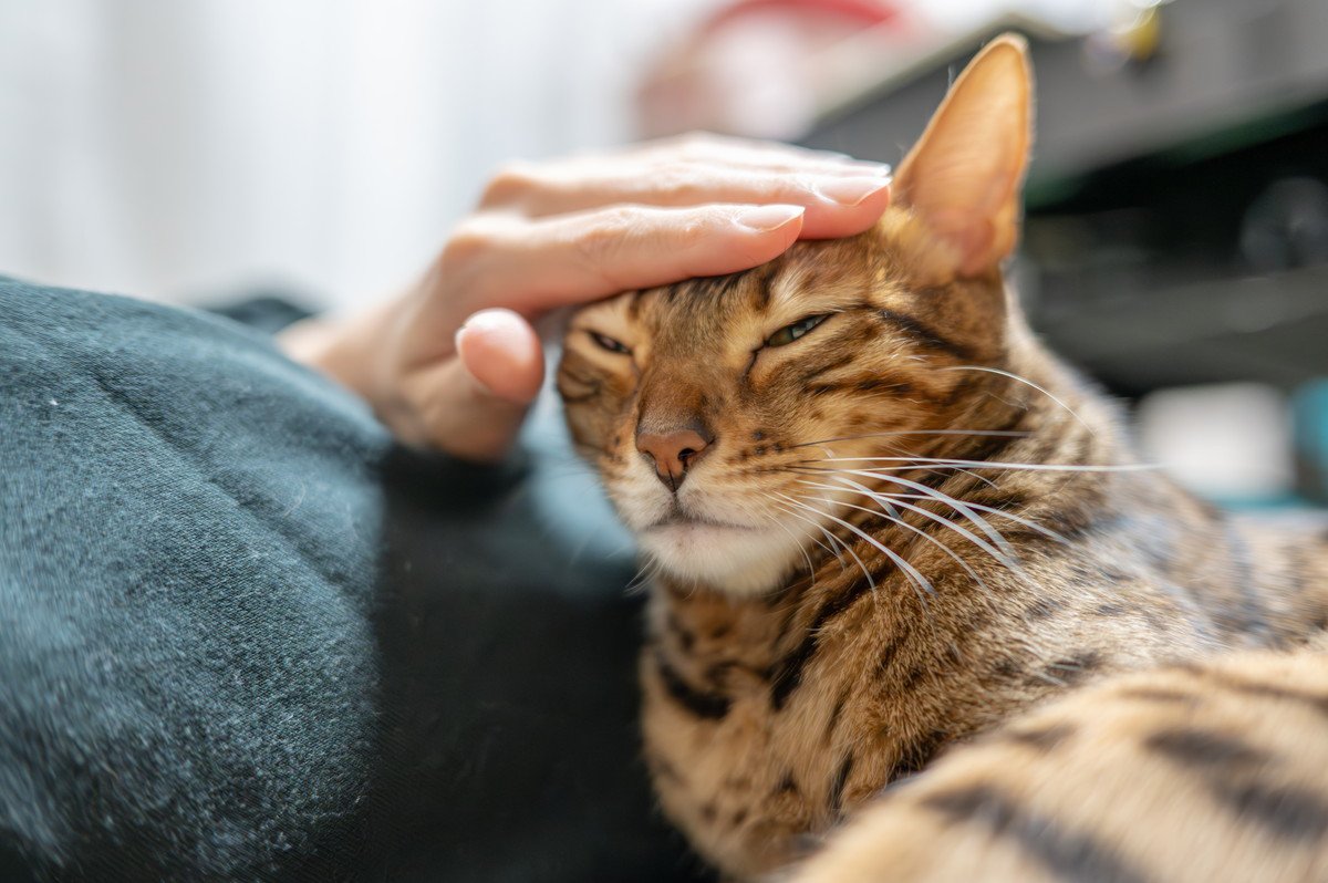 猫の機嫌を損ねてしまった！『信頼回復』のために試したい3つの対処法　時間が解決してくれることも…