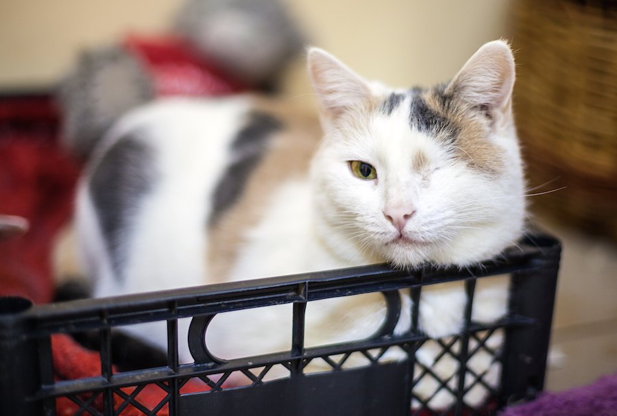 猫の片目が開かない！考えられる病気と対処法