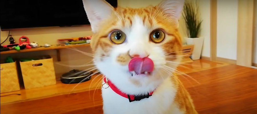 「ごちそうさま〜！」礼儀正しい猫ちゃんたち