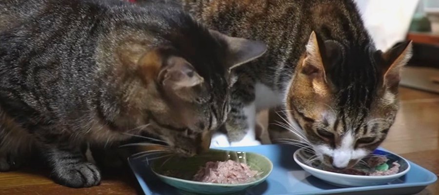 『休憩なしでひたすらモグモグ…』お魚のオヤツを夢中で食べる猫ちゃんたち