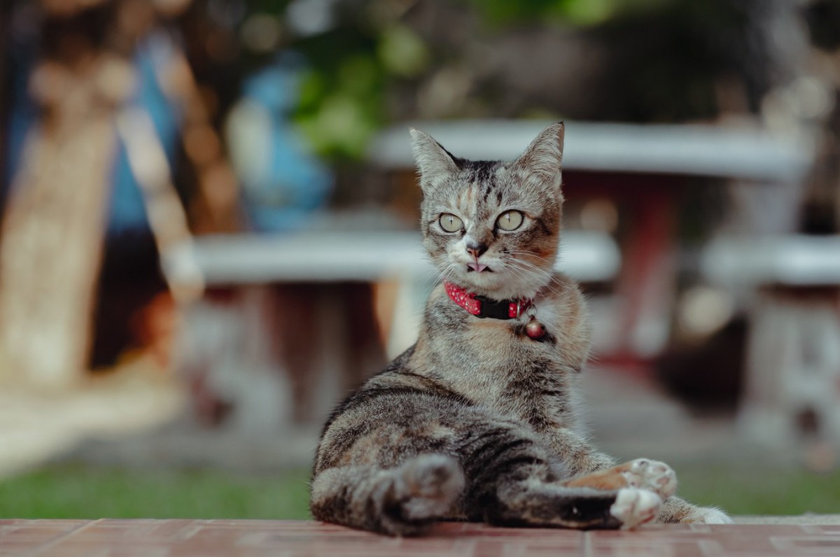 猫がパニックになりやすいシチュエーション５つ