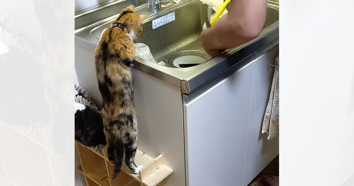 立ち上がってシンクを見つめる猫→『飼い主さんが洗っていた』のは……可愛すぎる瞬間が24万再生「人間の子供と一緒」「特等席だねｗ」
