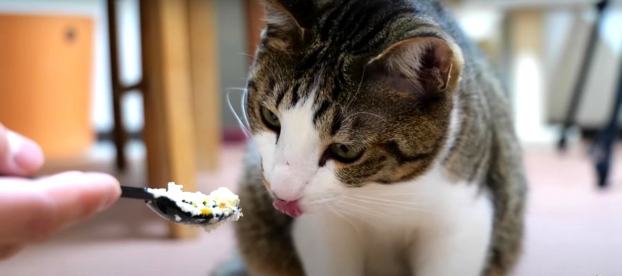 猫ちゃん1歳の誕生日！たくさんのご馳走でお祝い♡