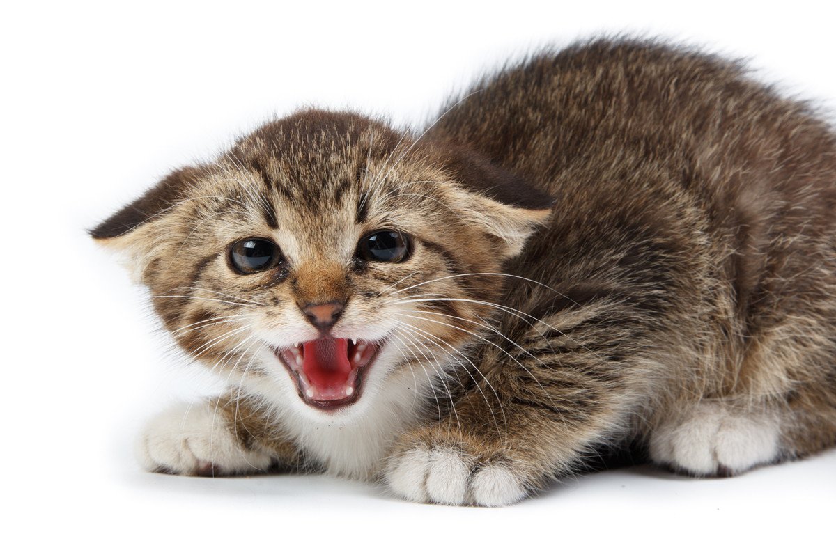 猫の『遠吠え』のような鳴き声の意味3つ！病気の可能性や止めさせたいときの対処法